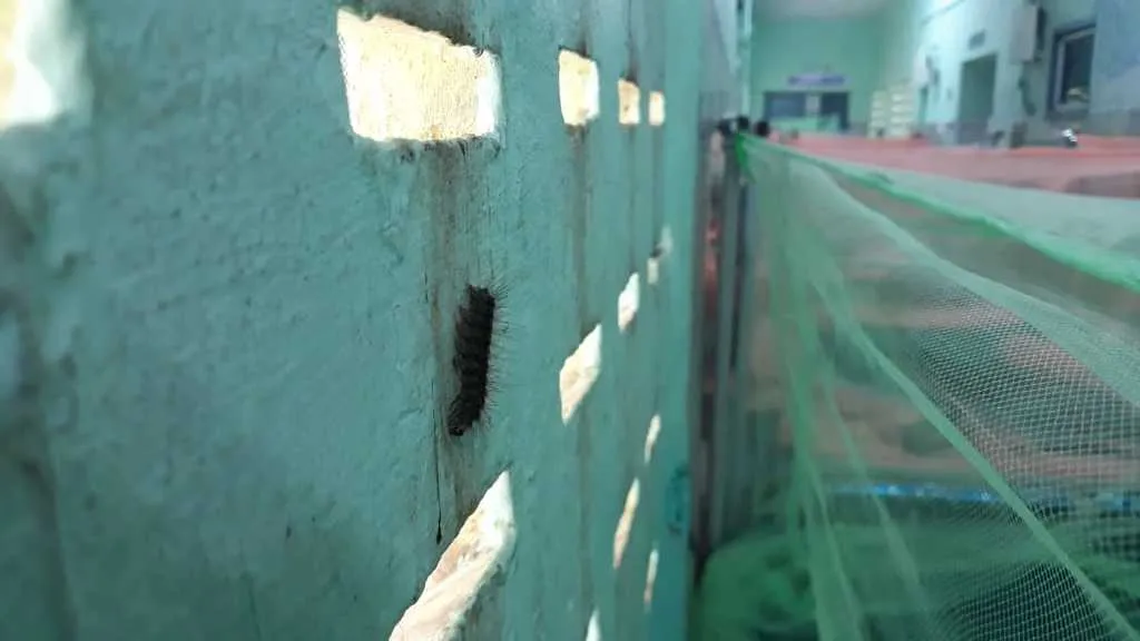 Cattle in the hospital ..